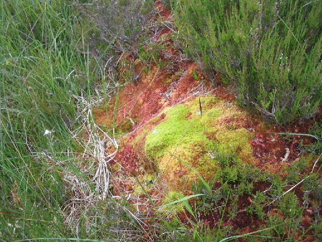 Spagnum moss and Sundew