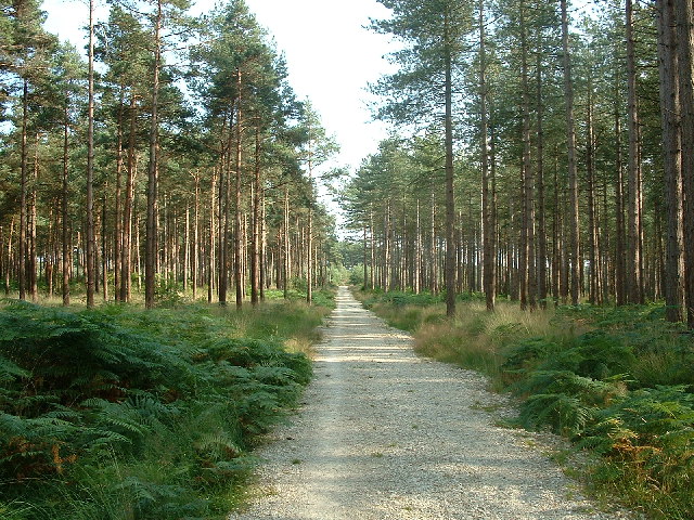 Castleman Trailway in Uddens Plantation