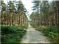 Castleman Trailway in Uddens Plantation