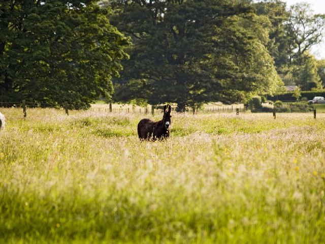 Donkey in lush pasture at Bolam