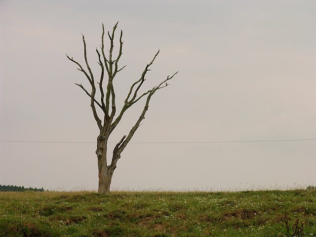 Tree on farmland near Headley