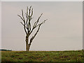 Tree on farmland near Headley