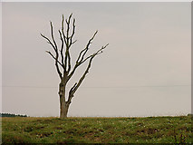 SU5263 : Tree on farmland near Headley by Pam Brophy