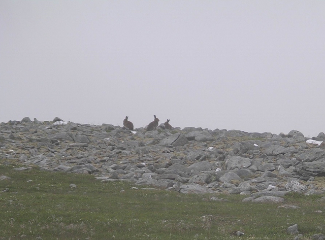 Mountain hares