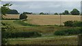 Corn Field, Vuggles Farm, Barcombe, East Sussex