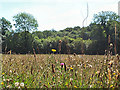 Corfe Mullen Meadow Nature Reserve