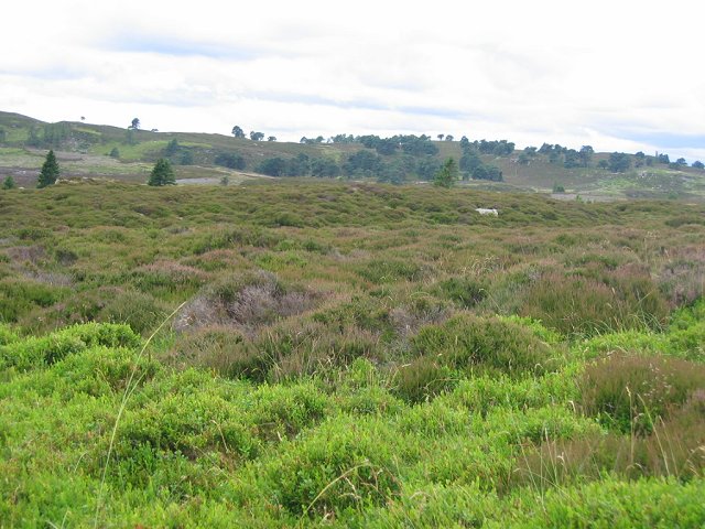Moorland above Tullimet