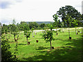 Hamdown Woodland Burial Ground