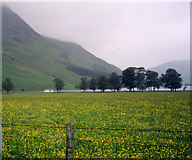 NY1716 : Buttermere Early summer by Paula Goodfellow