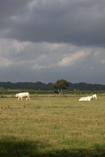Field with grazing cows