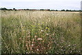 Swalecliffe Mudflats