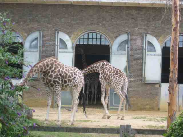 The Giraffe House at London Zoo