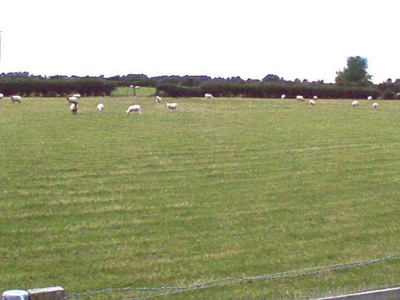Sheep grazing on flat land