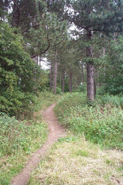 Path in Woods