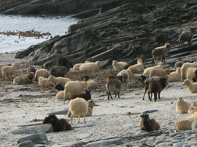 North Ronaldsay sheep The sheep are a special breed which has evolved to eat seaweed. All access to the shore is fenced to stop them getting onto pastures as their digestive systems cannot cope with grass.