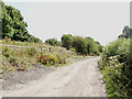 Thistledown on the former railway embankment near Princes Risborough