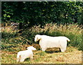 Worston sheep