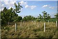 New oaks at Risby