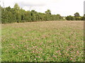 Field of clover, between Ilmer and Owlswick