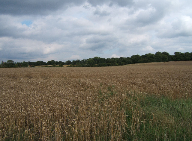 Wheat field, Rushett Farm