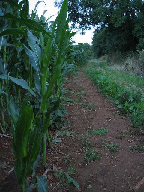 Maize field near Branston, Leicestershire