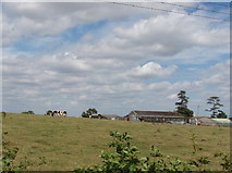 SP7203 : Westbrook Farm and cattle, near Thame by David Hawgood