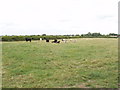 Cattle in a field, Henton