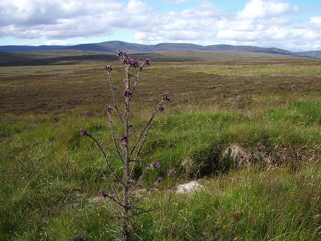 Moorland with Giant Thistle