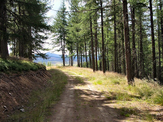 Track in Baluain Wood