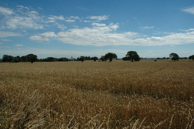 Wheat field, Culcheth