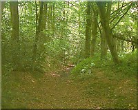 TQ5022 : Woodland walk by Nigel Freeman