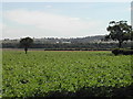 Papplewick Moor from the B683