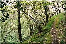 SS8248 : Coast path in Culbone Wood, Oare by Martin Bodman
