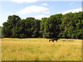 Orchard Copse and Farmland near Curridge