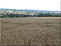SK6709 : Wheat field, between Beeby and South Croxton, Leicestershire by Kate Jewell