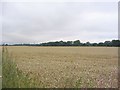 Corn Field and  Coroners Woods