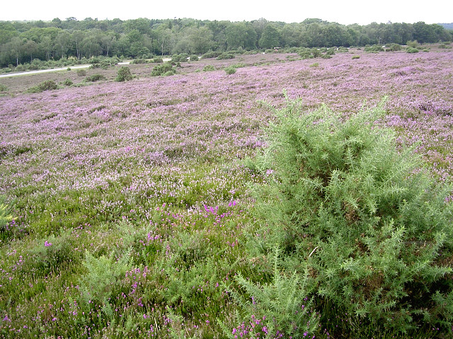 Heathland between The Ridge and the Beaulieu Road, New Forest
