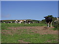 Cows on Trink Hill