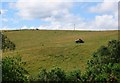 Haymaking, Upper Drumbuie