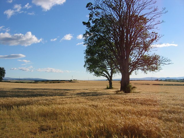 Barley Field, Methven