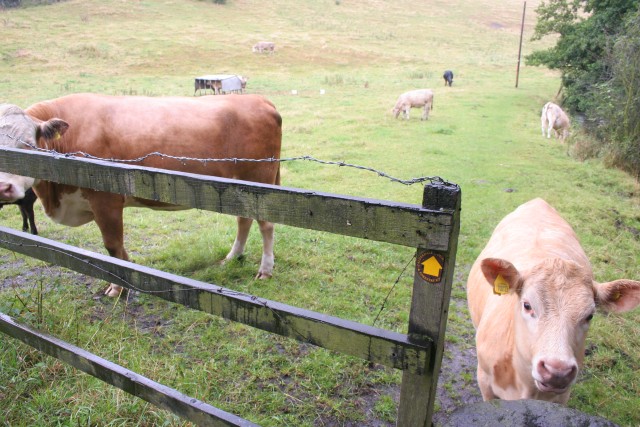 Cattle, Gate Head