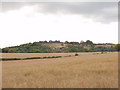 Corn fields near Saunderton, and Lodge Hill