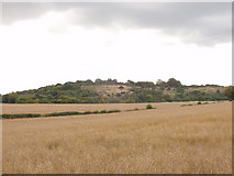 SP7900 : Corn fields near Saunderton, and Lodge Hill by David Hawgood