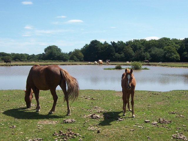 New Forest ponies at Longcross Pond