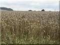 Wheatfield