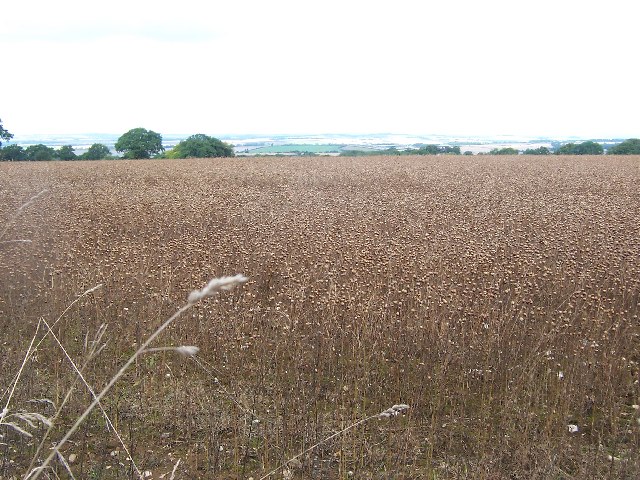 Flax field near Kings Somborne