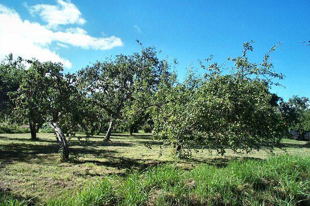 Apple orchards - Dunsford