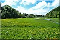 Water meadow beside Dartington driveway