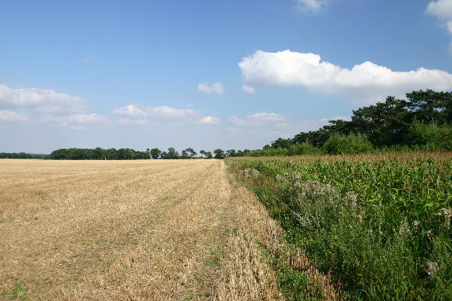 Farmland near Cavenham
