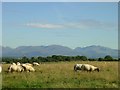 SH4882 : Sheep grazing near Brynteg, Anglesey by Keith Williamson
